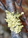 Yellow lichen on a stick Royalty Free Stock Photo