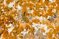 Yellow lichen on stone background. Royalty Free Stock Photo