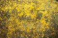 Yellow lichen on the stone. Yellow mold on a gray old rock. Natural background texture. Texture of a stone wall covered with Royalty Free Stock Photo