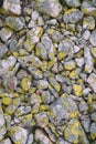 Yellow lichen textrure on grey stones background Royalty Free Stock Photo