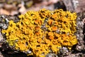 Yellow Lichen