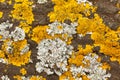 Yellow lichen on a tree. Royalty Free Stock Photo