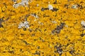 Yellow lichen on a tree. Royalty Free Stock Photo