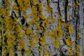 Yellow lichen on a tree bark close-up. Textured natural background. Copy space Royalty Free Stock Photo