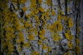 Yellow lichen on a tree bark close-up. Textured natural background. Copy space Royalty Free Stock Photo