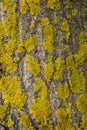 Yellow lichen on tree bark destroys the forest. Royalty Free Stock Photo