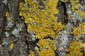 Yellow lichen on tree bark
