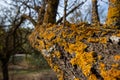 Yellow lichen on tree dry branches. Closeup, blur nature background Royalty Free Stock Photo