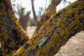 Yellow lichen on tree dry branches. Closeup, blur nature background Royalty Free Stock Photo