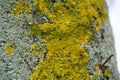 Yellow lichen on a tree, lichen on a tree trunk, poplar bark