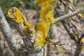 Yellow Lichen On Tree