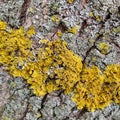 Yellow lichen on tree trunk bark background. Close-up moss texture on tree surface. Parasite on tree trunk. Royalty Free Stock Photo