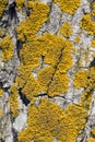 Yellow lichen on tree trunk bark background. Close-up moss texture on tree surface, natural pattern. Copy space. Vertical photo. Royalty Free Stock Photo