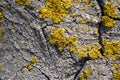 Yellow lichen on tree trunk bark background. Close-up moss texture on tree surface, natural pattern. Copy space. Royalty Free Stock Photo