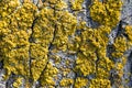 Yellow lichen on tree trunk bark background. Close-up moss texture on tree surface, natural pattern. Copy space. Royalty Free Stock Photo