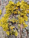 Yellow lichen on tree trunk bark background. Close-up moss texture on tree surface. Parasite on a tree trunk. Royalty Free Stock Photo