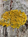 Yellow lichen on tree trunk bark background. Close-up of moss texture on tree surface. Parasite on tree trunk. Royalty Free Stock Photo