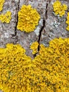 Yellow lichen on tree trunk bark background. Close-up of moss texture on tree surface. Parasite on tree trunk Royalty Free Stock Photo