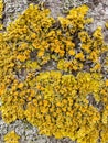 Yellow lichen on tree trunk bark background. Close-up moss texture on tree surface. Royalty Free Stock Photo