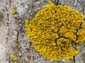 Yellow lichen on tree trunk bark background. Close-up moss texture on tree surface. Royalty Free Stock Photo