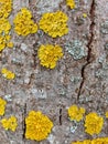 Yellow lichen on tree trunk bark background. Close-up moss texture on tree surface. Royalty Free Stock Photo