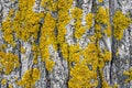 Yellow lichen on tree trunk bark background Royalty Free Stock Photo