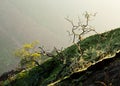 Yellow lichen on tree twigs