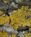 Yellow lichen on tree