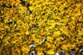 Yellow lichen on the tree Royalty Free Stock Photo