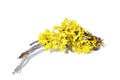 Yellow lichen Royalty Free Stock Photo