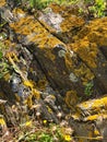 Yellow lichen and wild flowers on rocks in Collioure, France Royalty Free Stock Photo