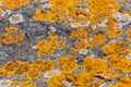 Yellow lichen, Xanthoria parietina Royalty Free Stock Photo