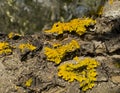 Yellow lichenized fungi in the large family Teloshcistaceae on a tree base in Tuscany, Italy.