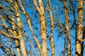 Yellow lichens on the bark of a maple tree