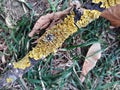 Yellow lichens on a broken branch on the ground