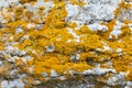 Yellow lichens Royalty Free Stock Photo