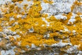 Yellow lichens