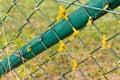 yellow lichens growing on the wires of a chain-link fence