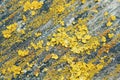 Yellow lichens. Macro shooting of lichens. Moons on the wooden surface