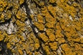 Yellow lichens Royalty Free Stock Photo