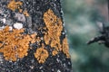 Yellow lichens on the tree trunk, Xanthoria fungus