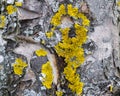 Yellow lichens Royalty Free Stock Photo