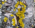 Yellow lichens