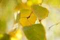 Yellow and light green birch tree leaves on the branches in autumn garden at sunny day, macro photo Royalty Free Stock Photo