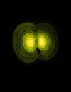 Yellow light of night beast eyes Royalty Free Stock Photo