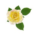 Yellow light rose flower head with green leaves isolated on white background Royalty Free Stock Photo