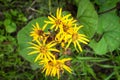 Yellow Ligularia flowers in the garden, selective focus Royalty Free Stock Photo