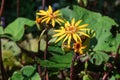 Yellow Ligularia flowers in the summer garden. Royalty Free Stock Photo