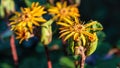 Yellow Ligularia flowers in the summer garden. Royalty Free Stock Photo
