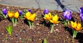 Yellow and lilac crocus flowers in the garden Royalty Free Stock Photo